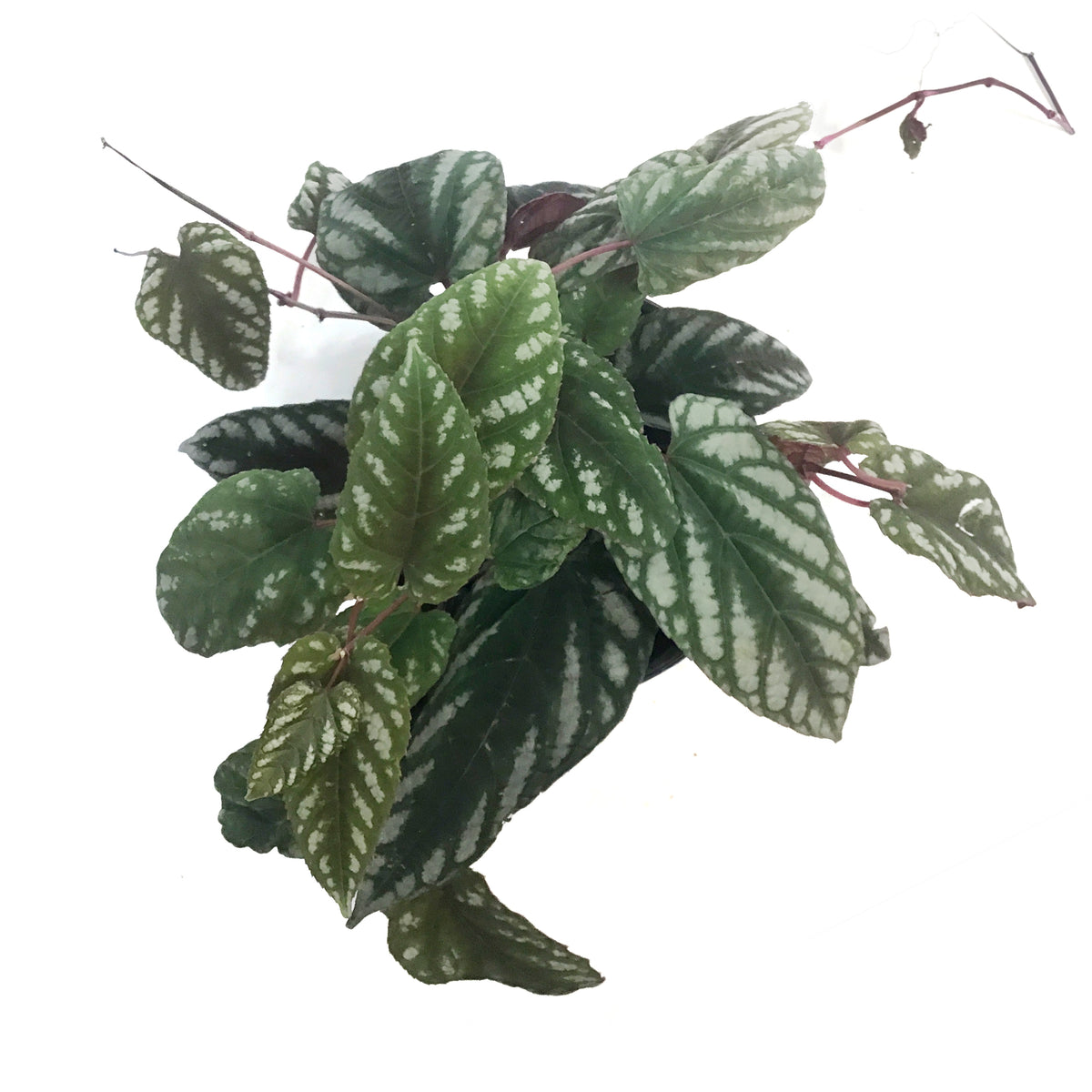 Begonia, 6in , Rex Vine