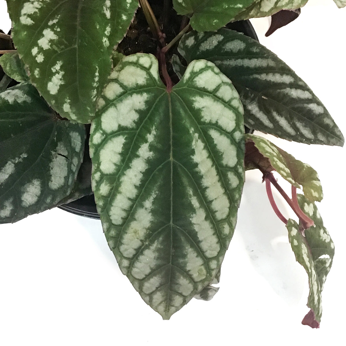 Begonia, 6in , Rex Vine