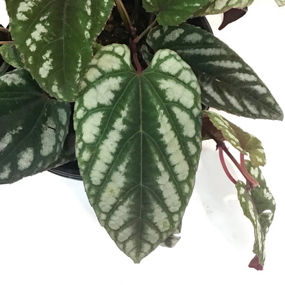 Begonia, 6in , Rex Vine