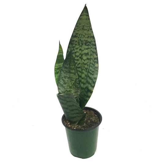 Sansevieria, 3.5in, Robusta