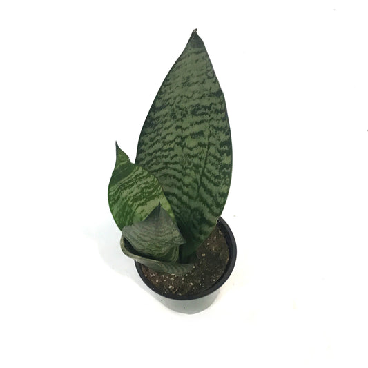 Sansevieria, 3.5in, Robusta