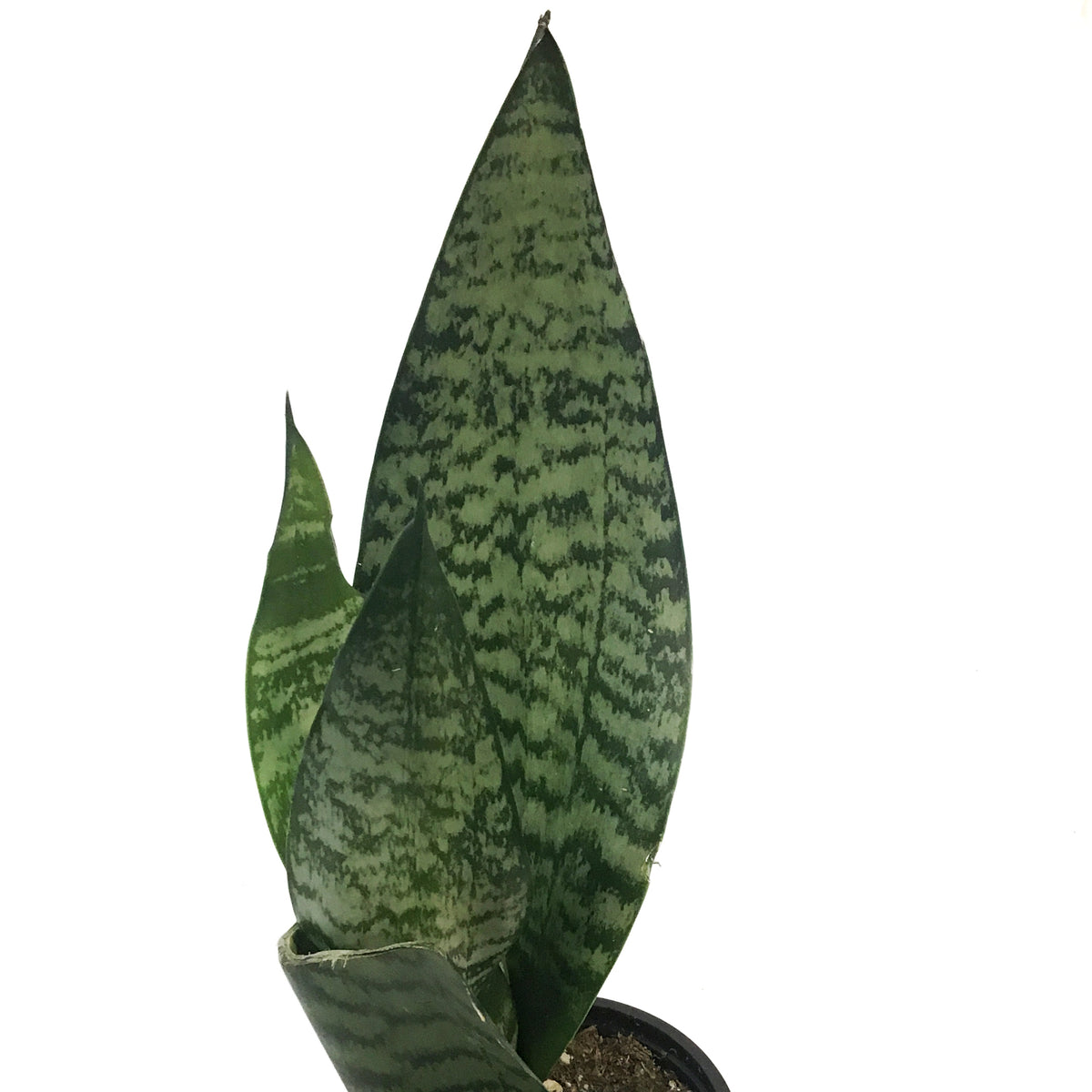 Sansevieria, 3.5in, Robusta