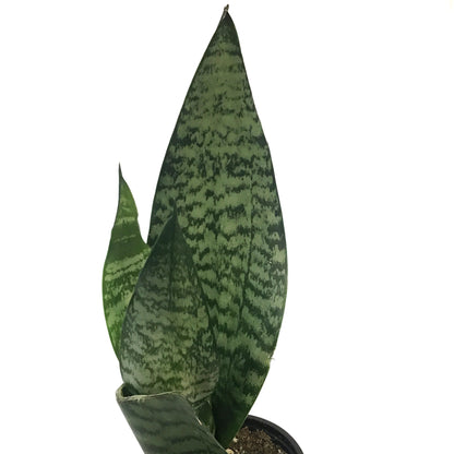 Sansevieria, 3.5in, Robusta
