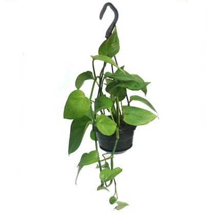 Pothos, 4in, Jade, Hanging Basket