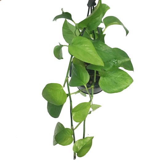 Pothos, 4in, Jade, Hanging Basket