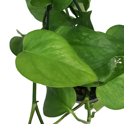 Pothos, 4in, Jade, Hanging Basket