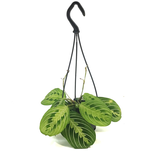 Maranta, 4in, Lemon, hanging Basket