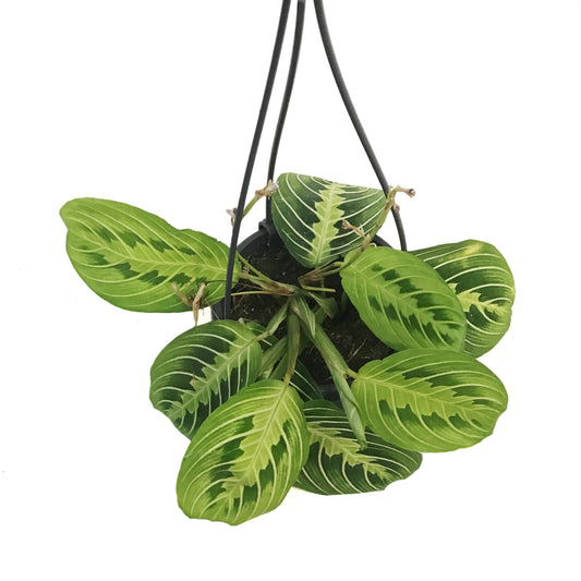 Maranta, 4in, Lemon, hanging Basket