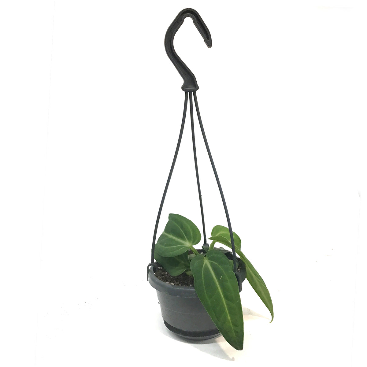 Anthurium, 4in, Villenaorum, hanging Basket