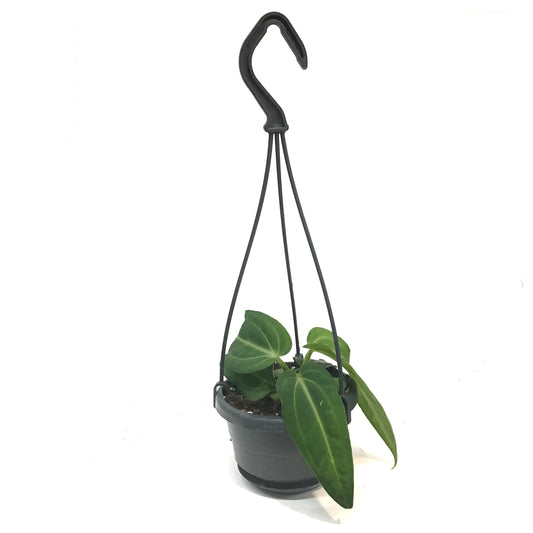 Anthurium, 4in, Villenaorum, hanging Basket