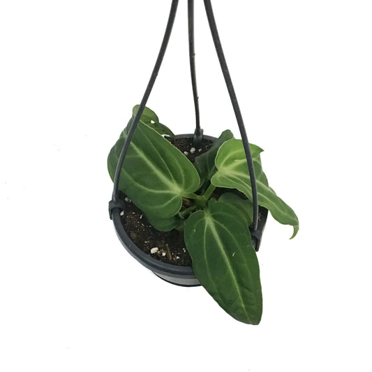 Anthurium, 4in, Villenaorum, hanging Basket