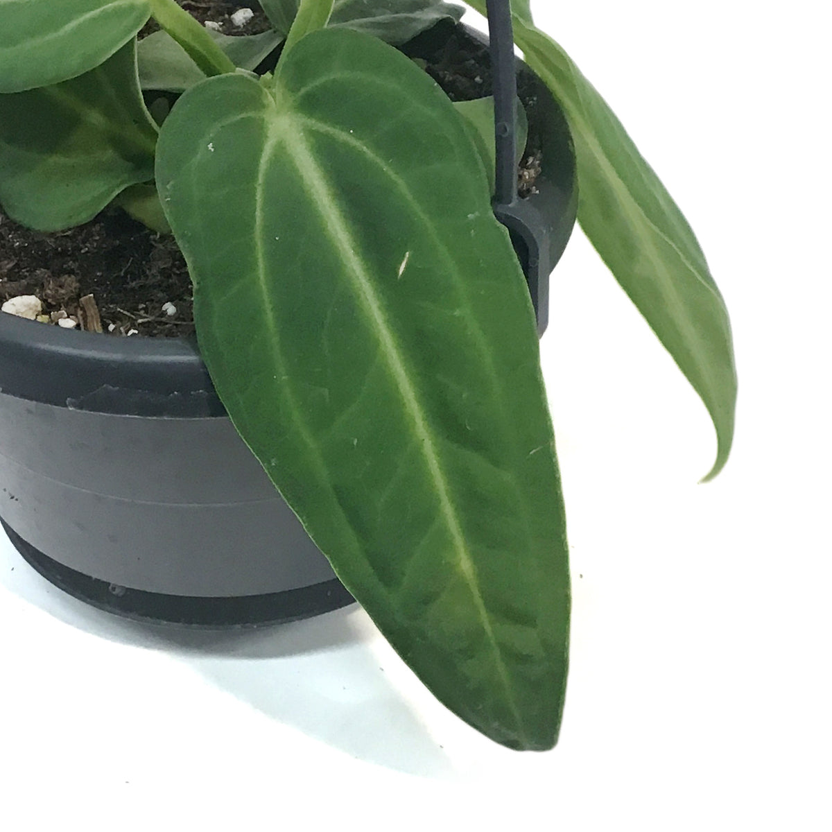 Anthurium, 4in, Villenaorum, hanging Basket