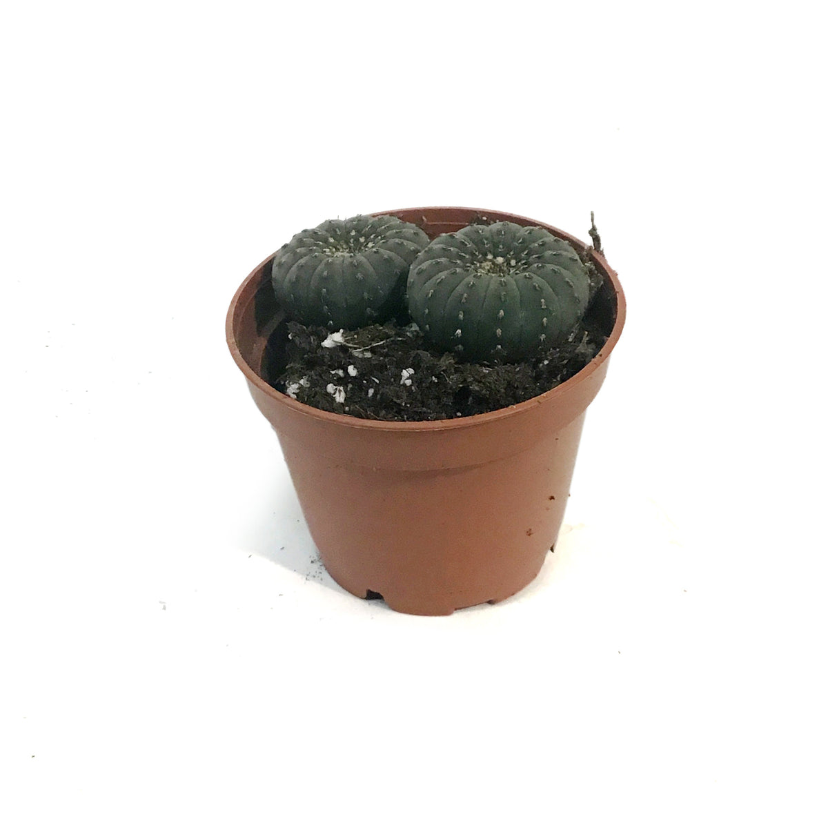 Cactus, 2.5in, Frailea Asterioides