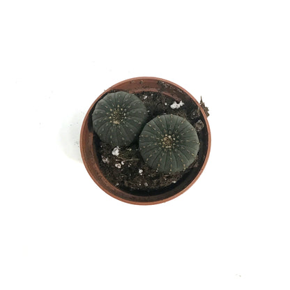 Cactus, 2.5in, Frailea Asterioides