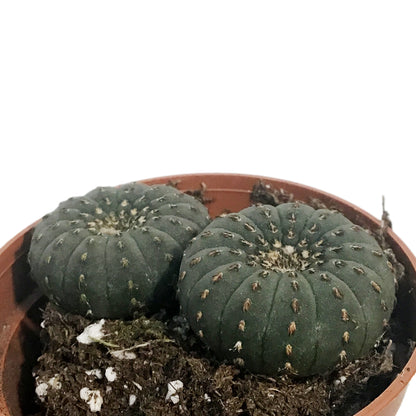 Cactus, 2.5in, Frailea Asterioides