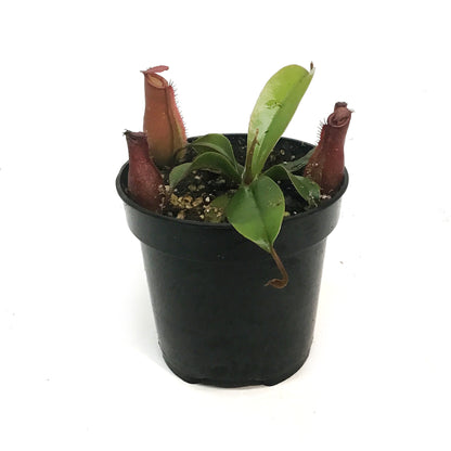 Nepenthes, 4in, Diana