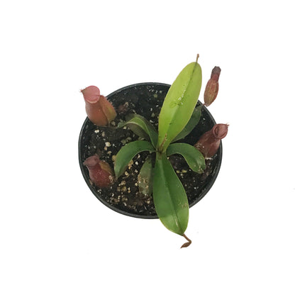 Nepenthes, 4in, Diana