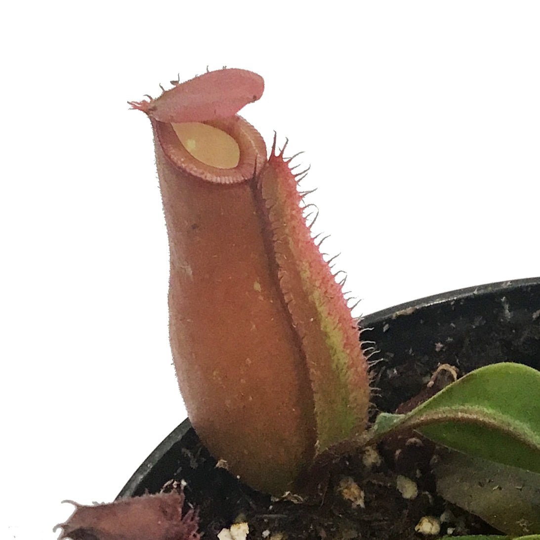 Nepenthes, 4in, Diana