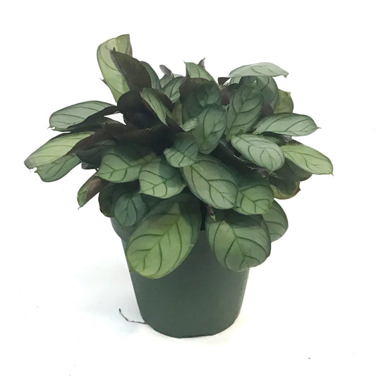 Ctenanthe, 4in, Amagris