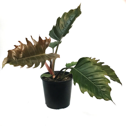 Philodendron, 10in, Caramel Pluto