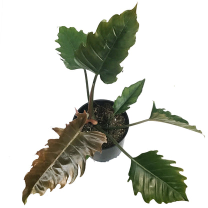 Philodendron, 10in, Caramel Pluto