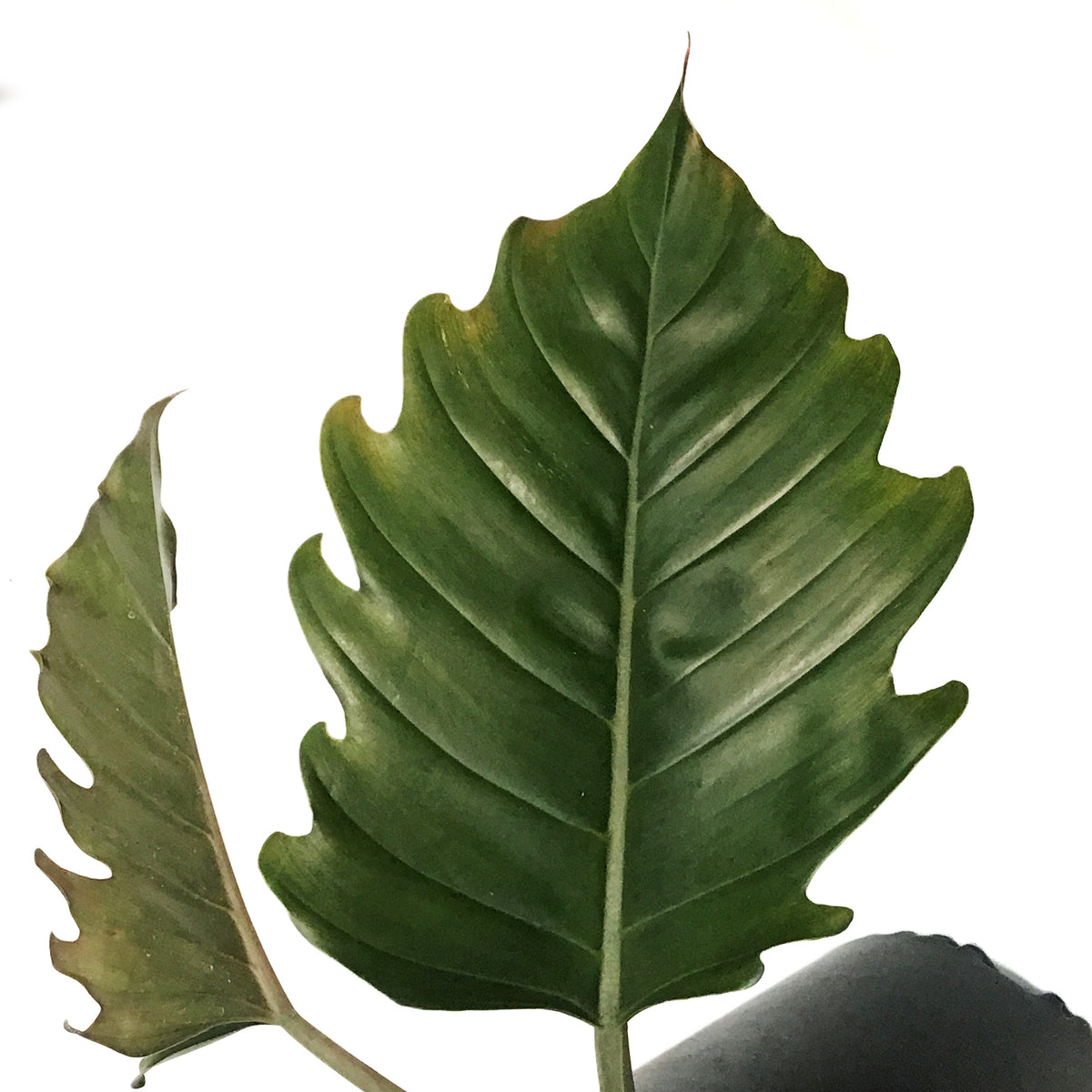 Philodendron, 10in, Caramel Pluto