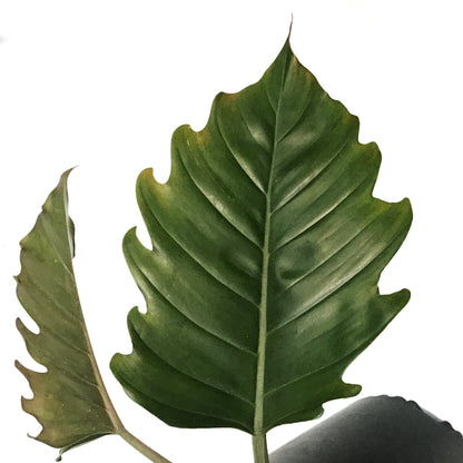Philodendron, 10in, Caramel Pluto