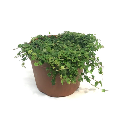 String of Frogs, 6in, Ficus pumila
