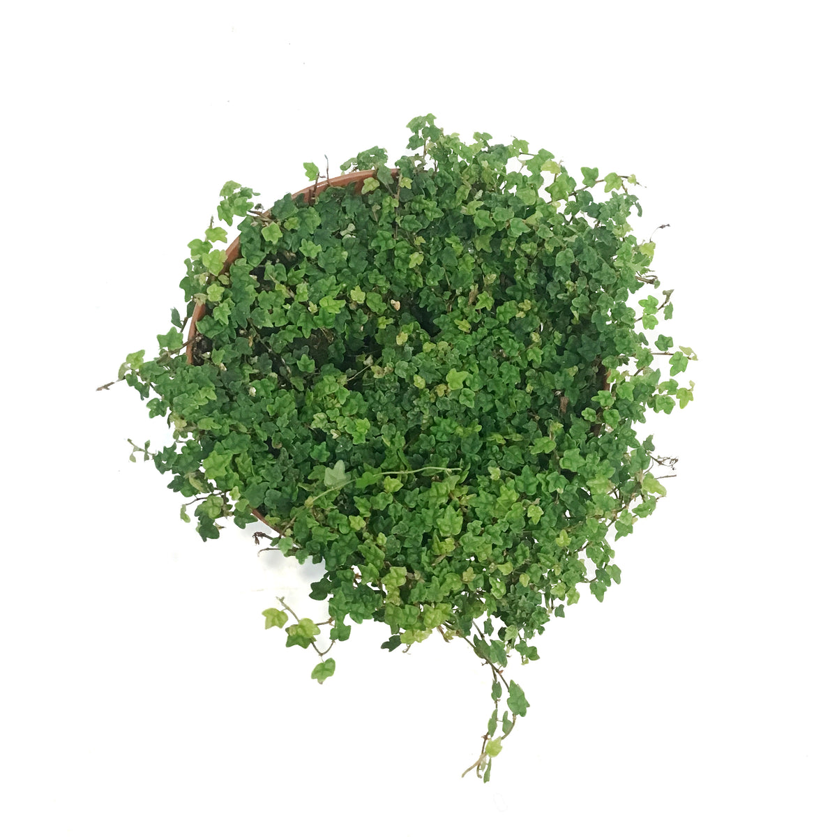 String of Frogs, 6in, Ficus pumila