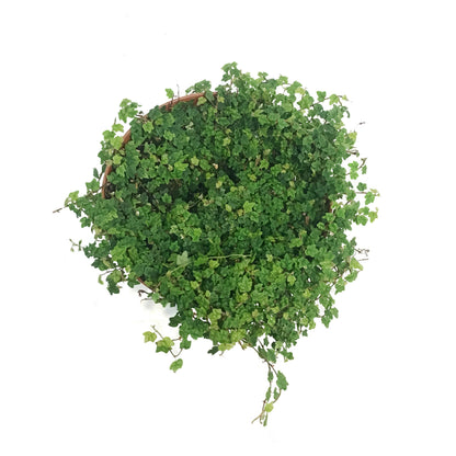 String of Frogs, 6in, Ficus pumila