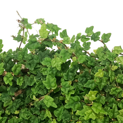 String of Frogs, 6in, Ficus pumila