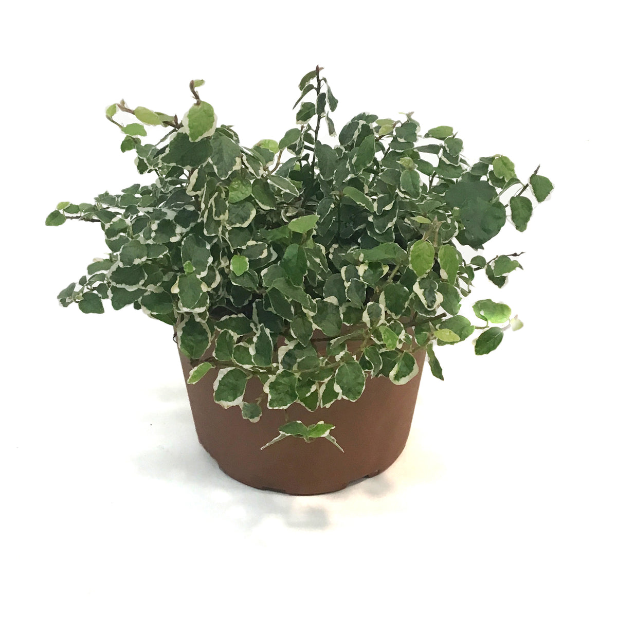 Ficus, 6in,Creeping Fig
