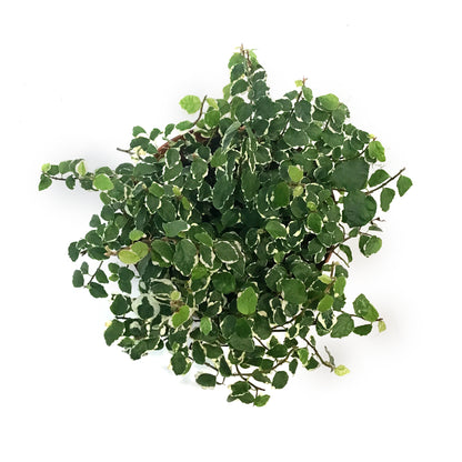 Ficus, 6in,Creeping Fig
