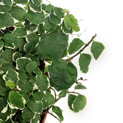Ficus, 6in,Creeping Fig