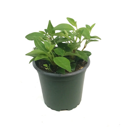 Peperomia, 4in, Amigo