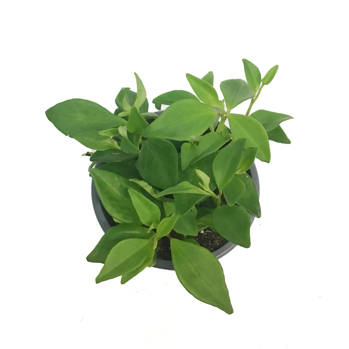 Peperomia, 4in, Amigo