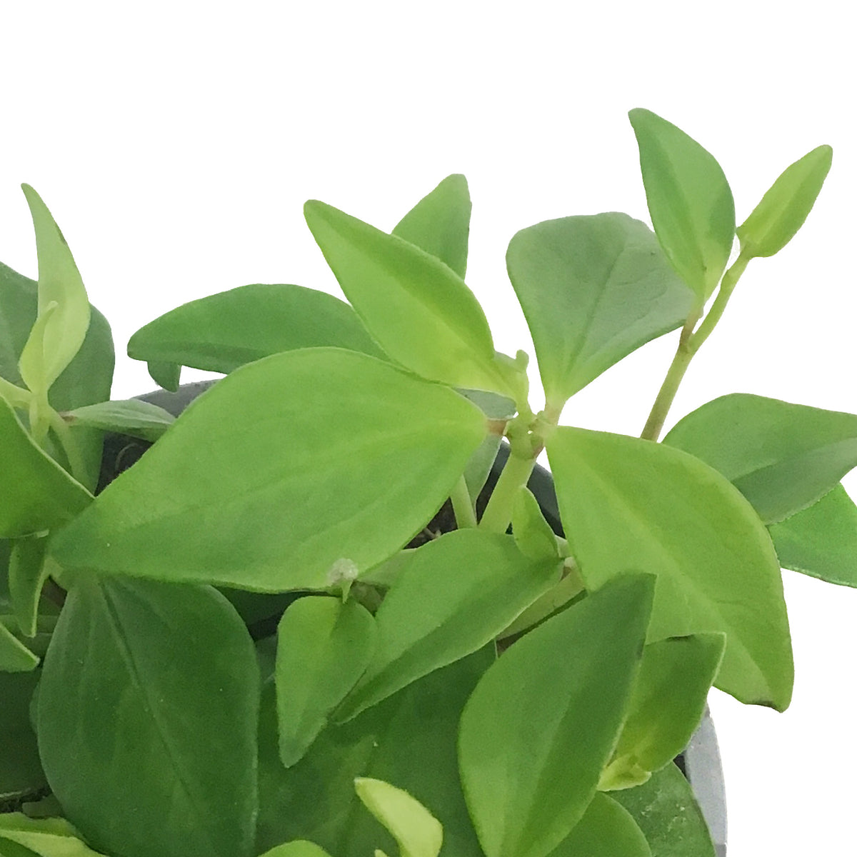 Peperomia, 4in, Amigo