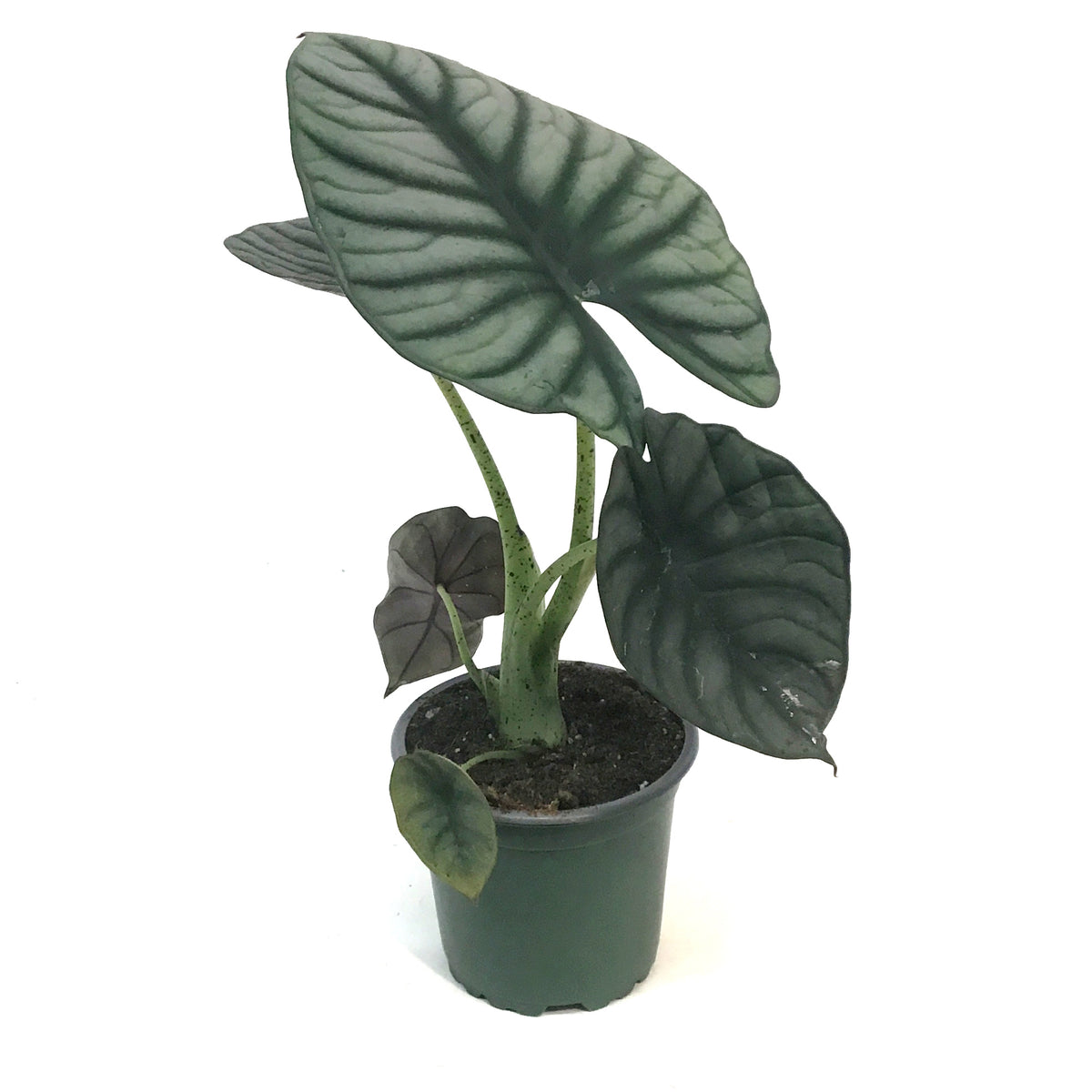 Alocasia, 4in, Black Diamond