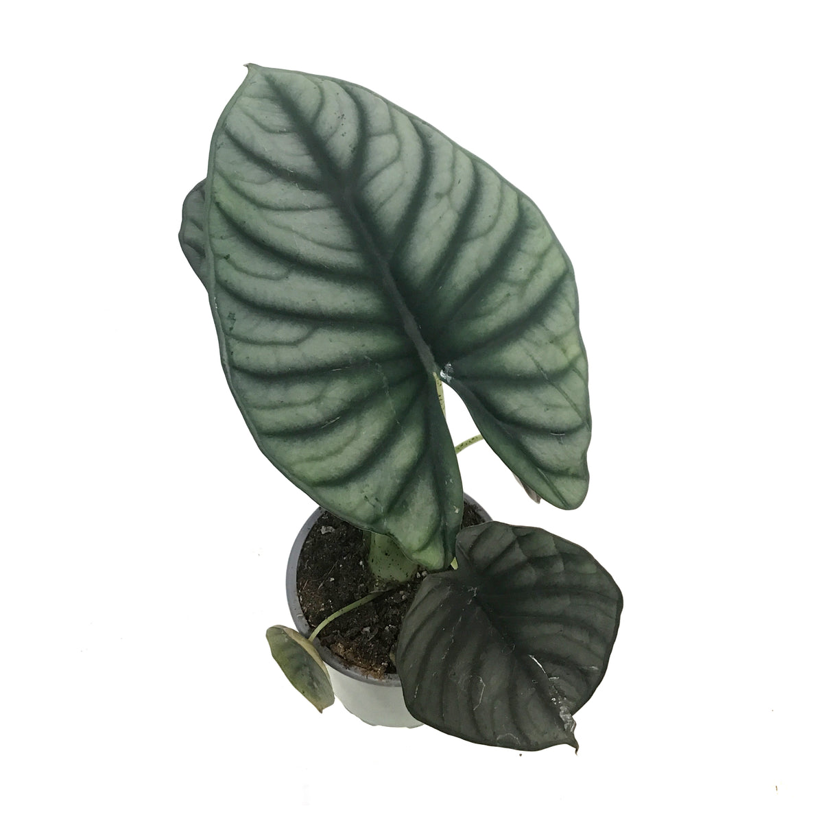 Alocasia, 4in, Black Diamond