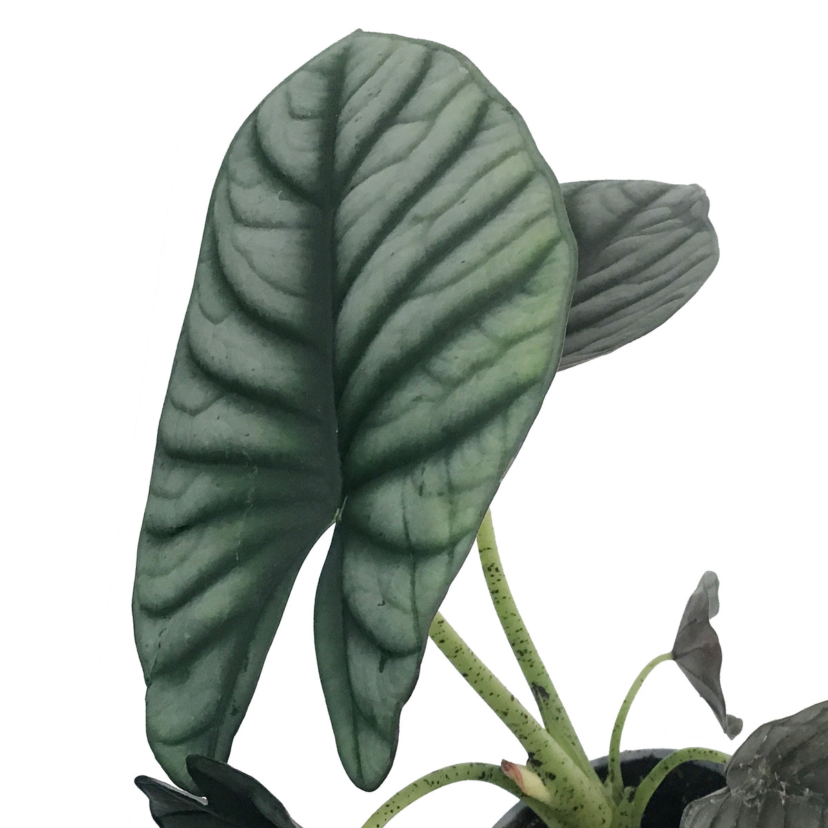 Alocasia, 4in, Black Diamond