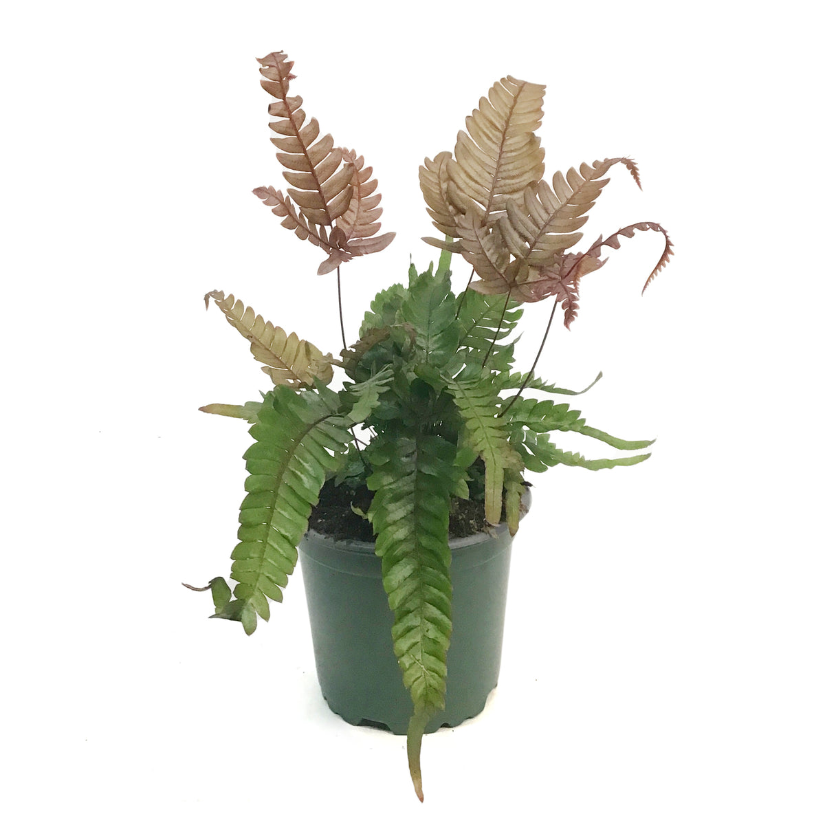 Fern, 4in, Tricolour