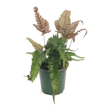 Fern, 4in, Tricolour