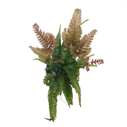 Fern, 4in, Tricolour
