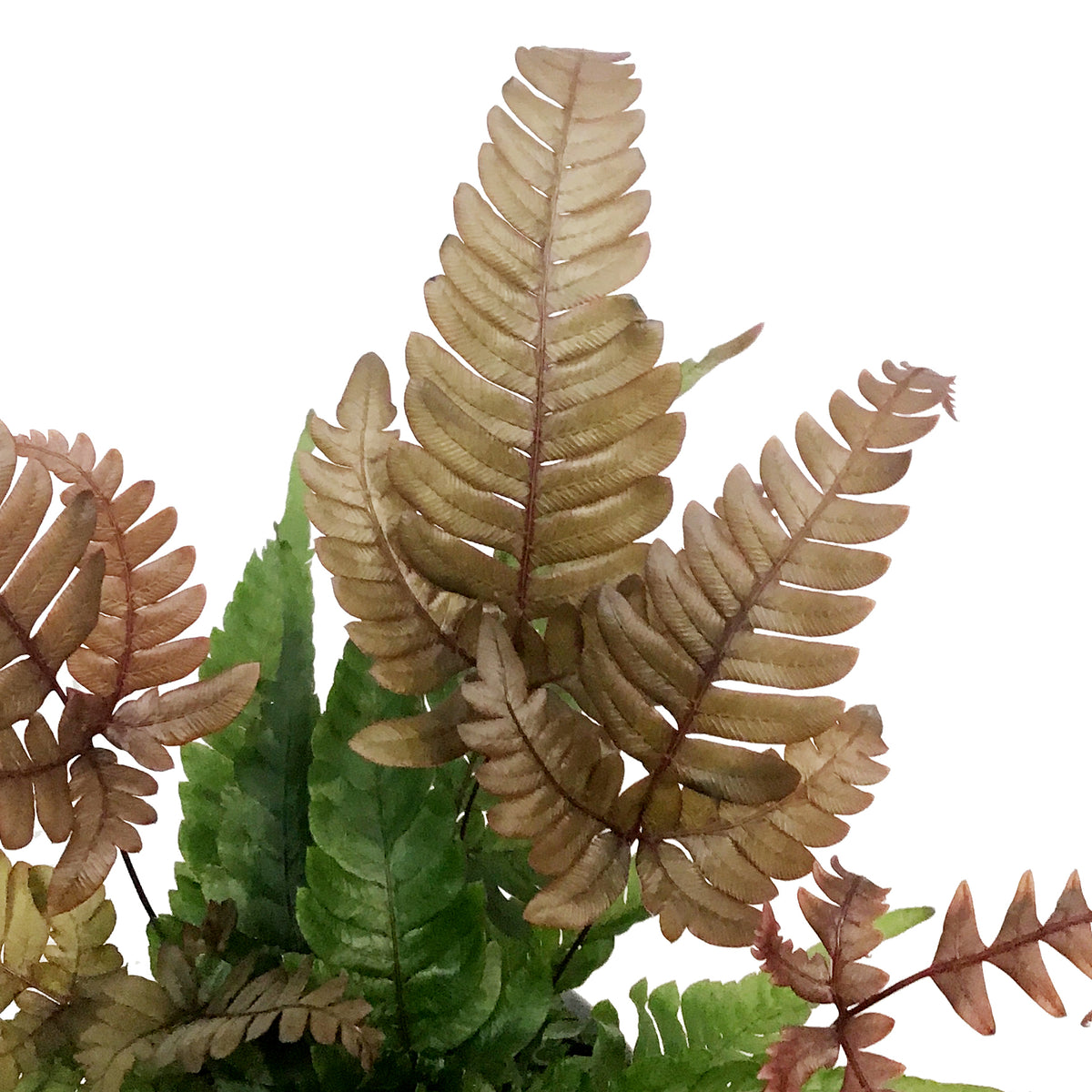 Fern, 4in, Tricolour