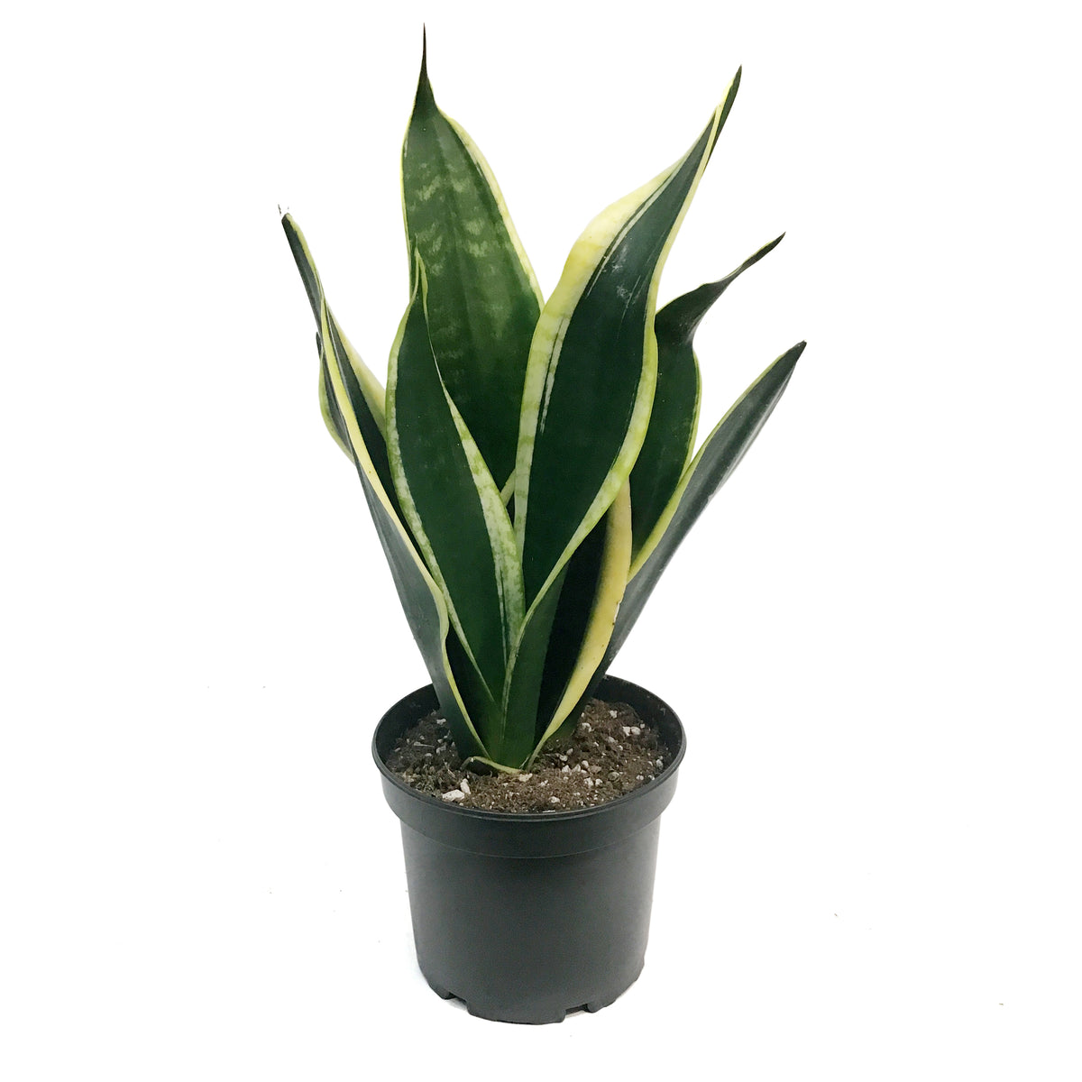 Sansevieria, 6in, Black Flame