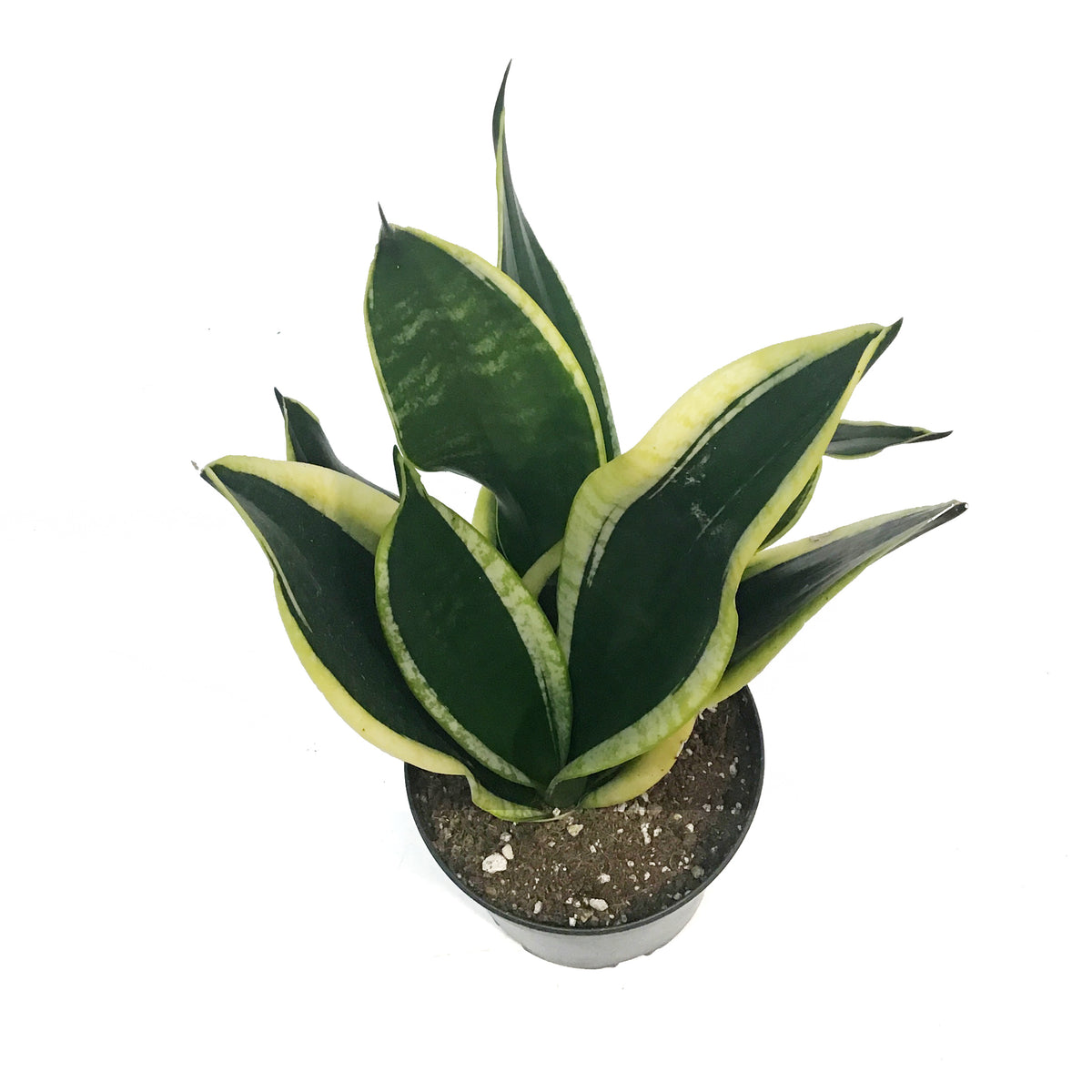 Sansevieria, 6in, Black Flame