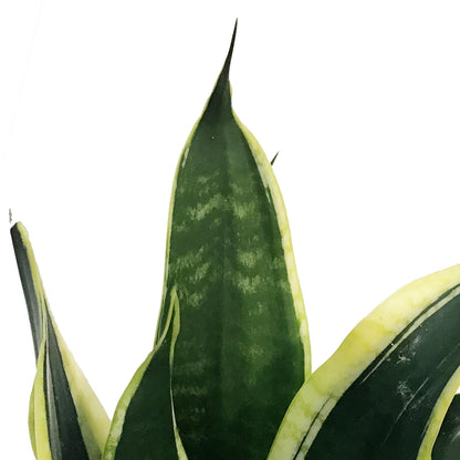 Sansevieria, 6in, Black Flame