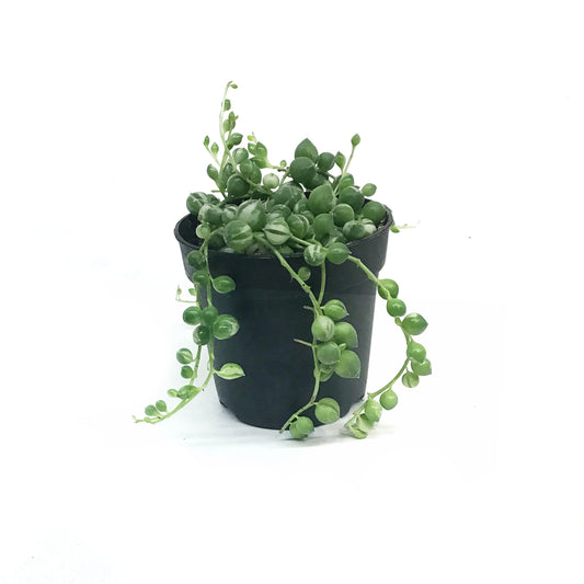 String of Pearls Variegat, 3in, Senecio Rowleyanus