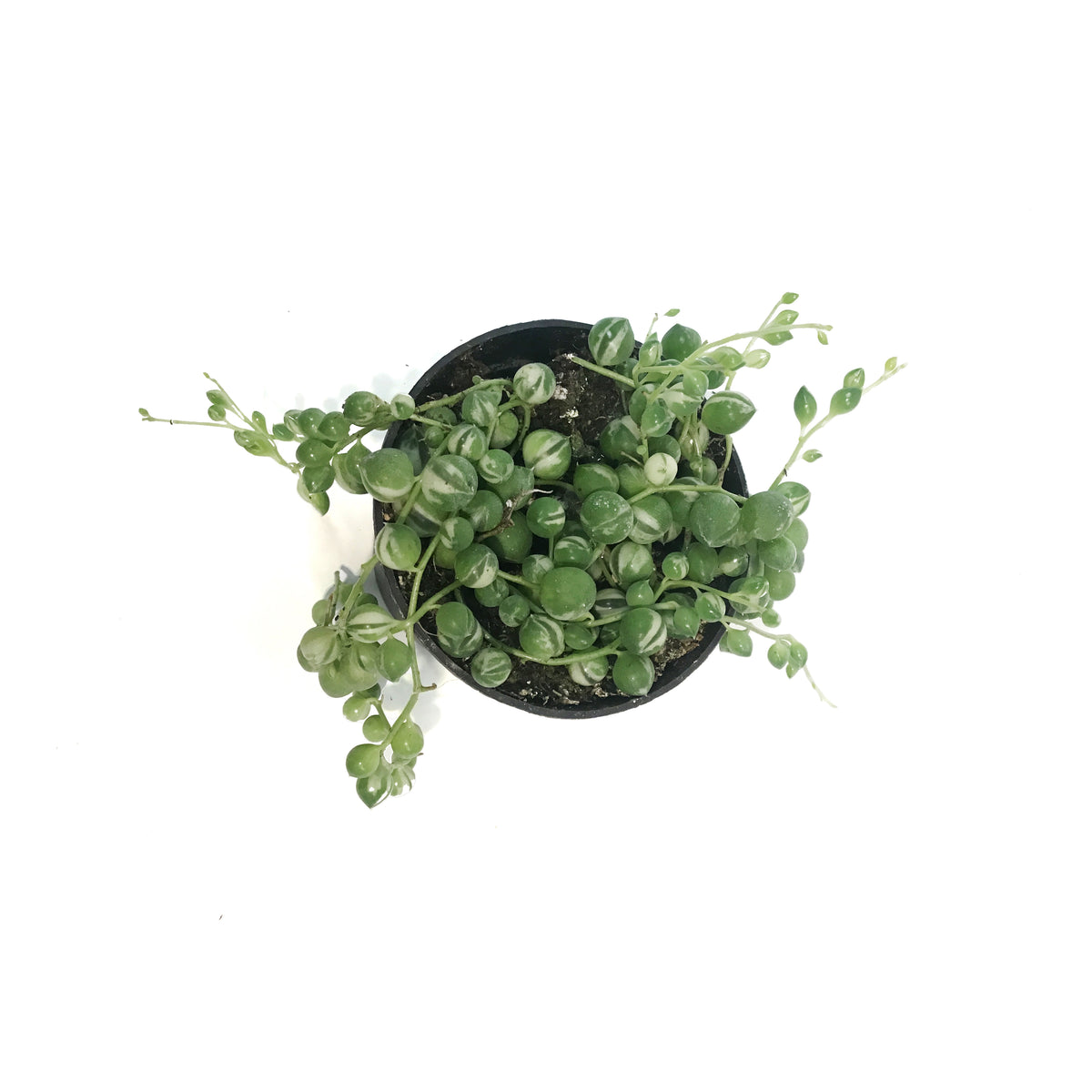 String of Pearls Variegat, 3in, Senecio Rowleyanus