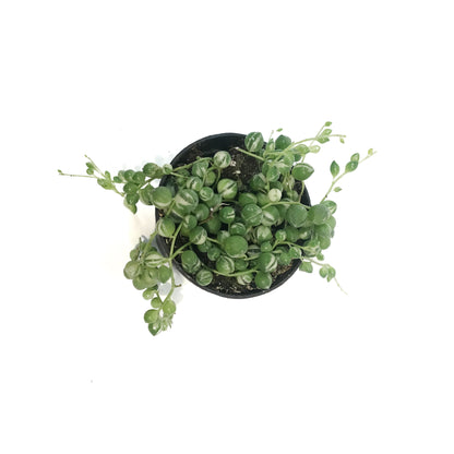 String of Pearls Variegat, 3in, Senecio Rowleyanus